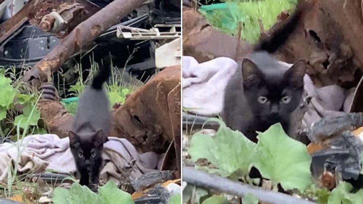 Kitten’s Life Takes An Exciting Turn After Jumping Out Of The Woods In Front Of People