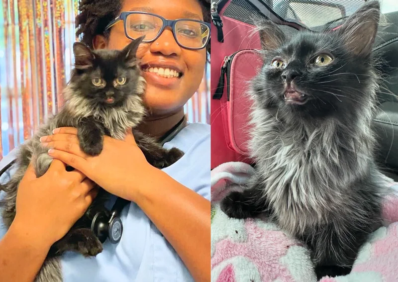 Kitten Dropped Off for Help at Days Old Now Has a Smokey Coat – the Most Smiley Cat There is