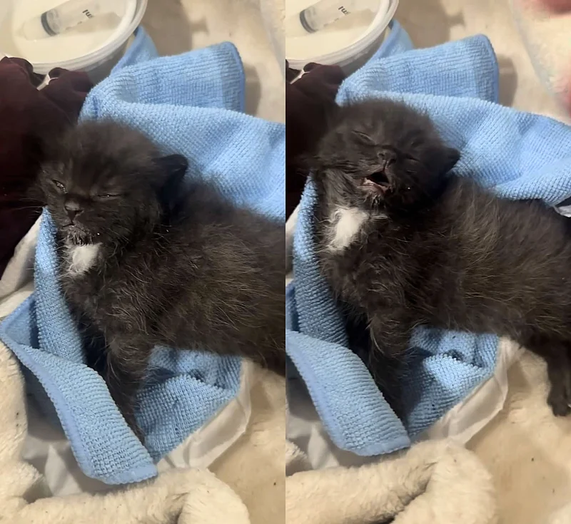 They Show Up at the Door with Kitten, Desperate to Save Him, Overnight the Young Cat Springs Back to Life