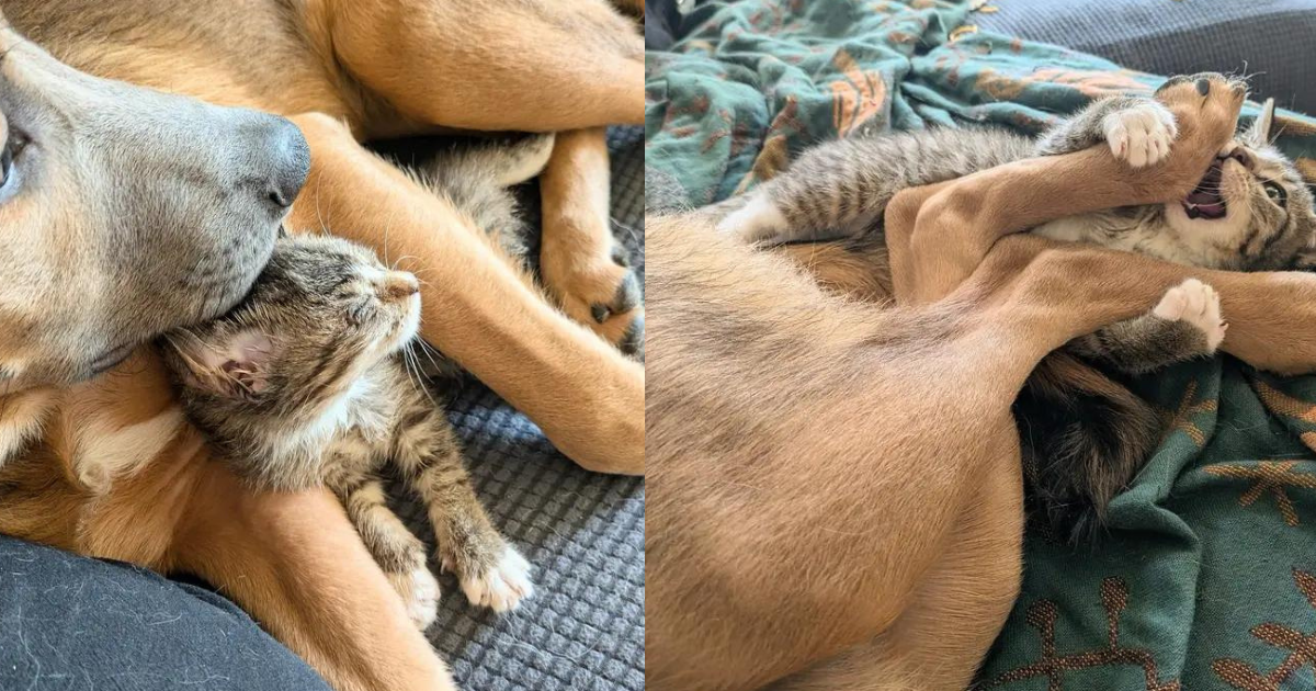 Kitten Steals the Heart of a Timid Puppy Who Finally Brightens Up as He Seeks Comfort from the Cat