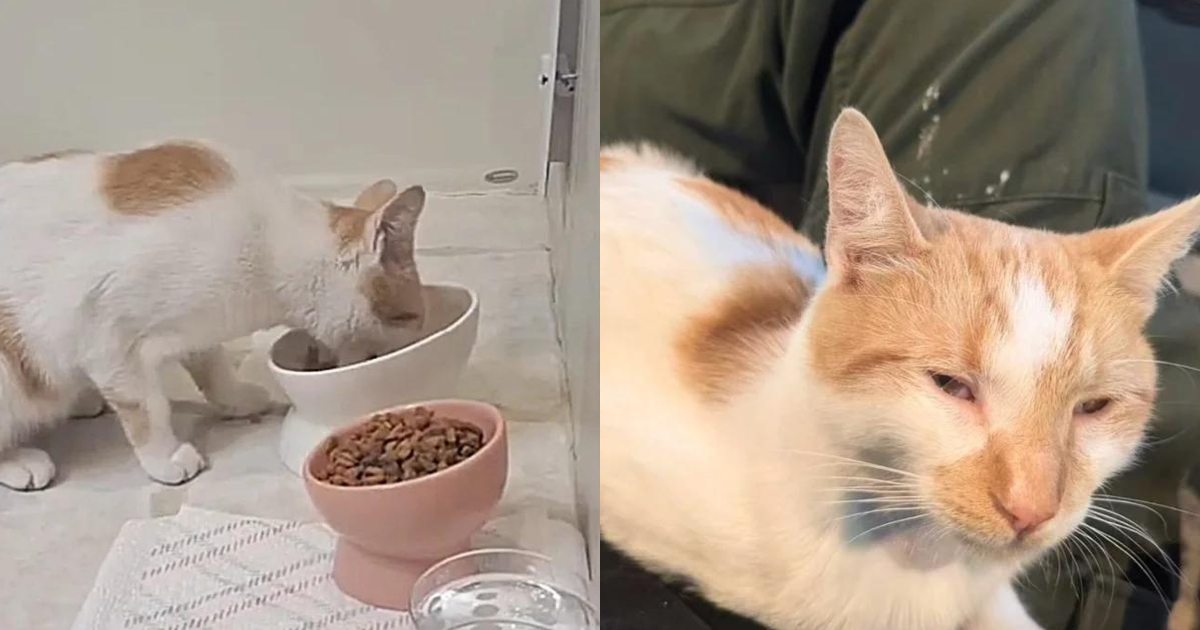 Cat Walks up to People for Food Then Sits at the Door, Letting Everyone Know He’s Ready for New Chapter