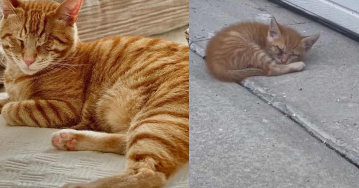 Florida Couple Heartbroken After They Discover A Blind Ginger Kitten In Their Driveway