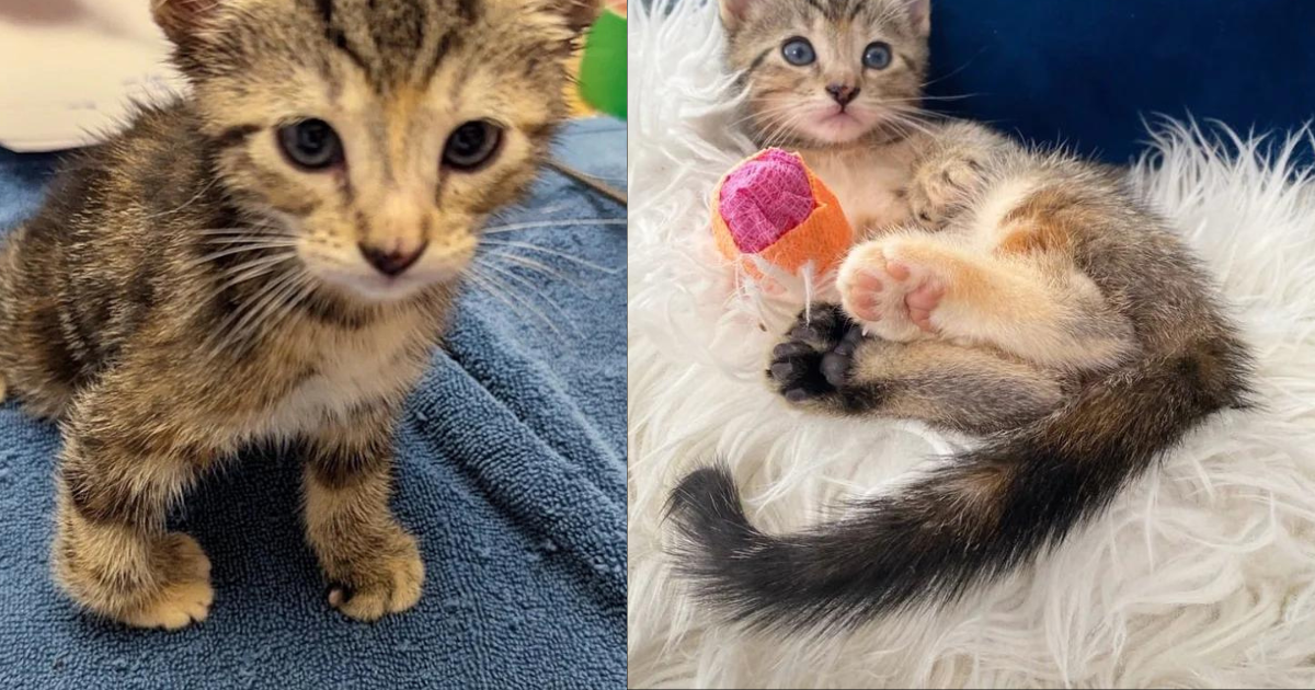 Young Cat, Thrilled to Have Her Paw Fixed, Runs Around and Encourages Other Kittens to Join in the Fun