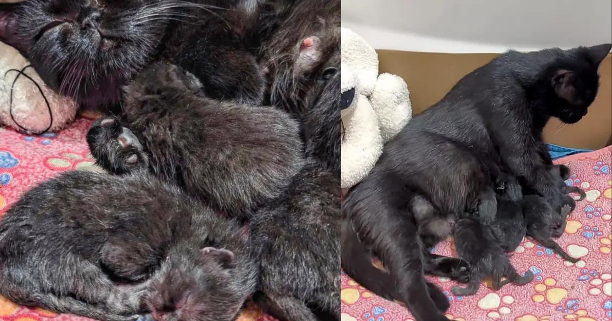 People Bring a Stray Cat to Safety Only to Discover They Have Also Saved 4 Tiny Kittens