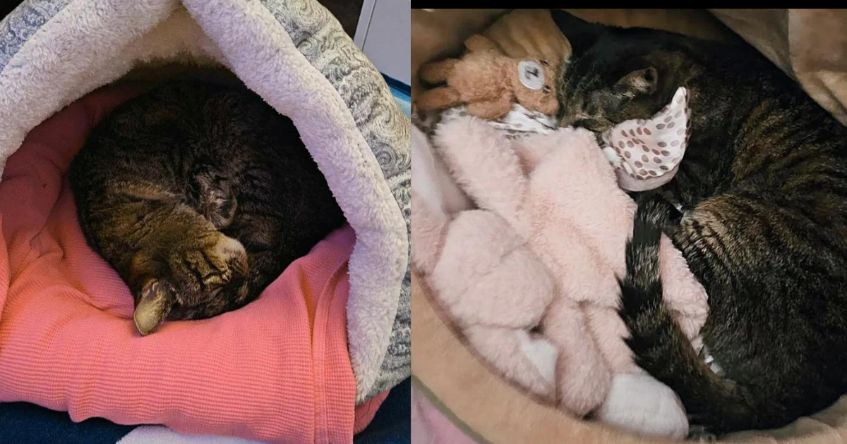 Cat Stumbled into a Yard and was ‘More than Sweet’, Now Takes Trusty Teddy with Her Everywhere