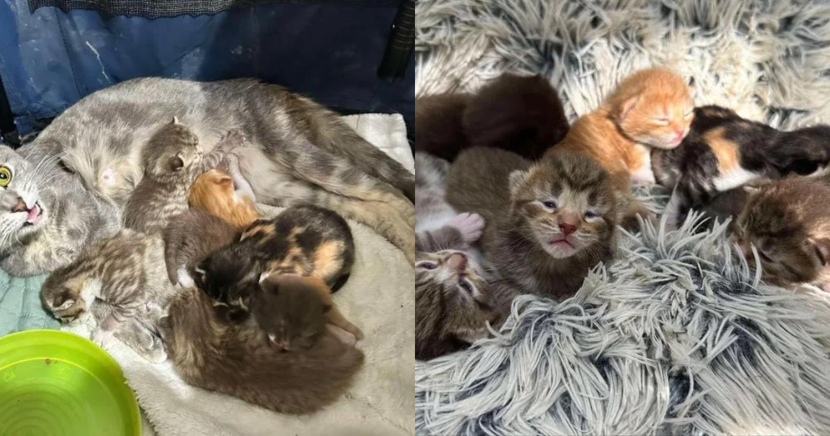 Neighbors Won’t Leave Cat to Fend for Herself, Shortly After Bringing Her Inside, She Has Kittens