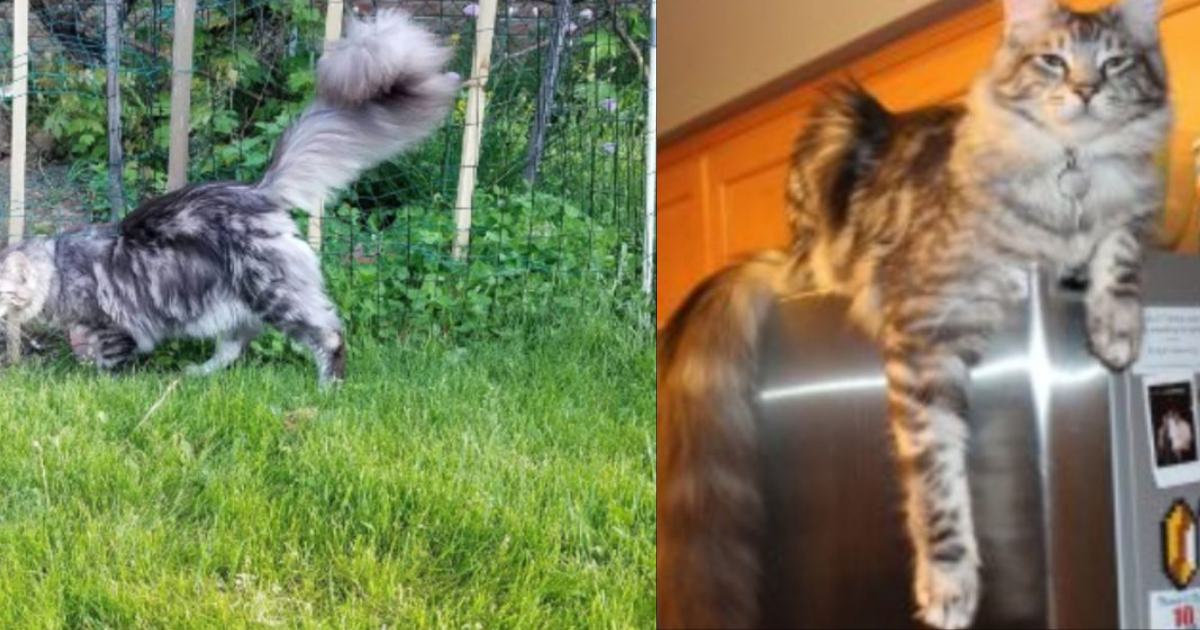 Incredible Maine Coon Sets Guinness World Record For The Longest And Most Impressive Tail Ever