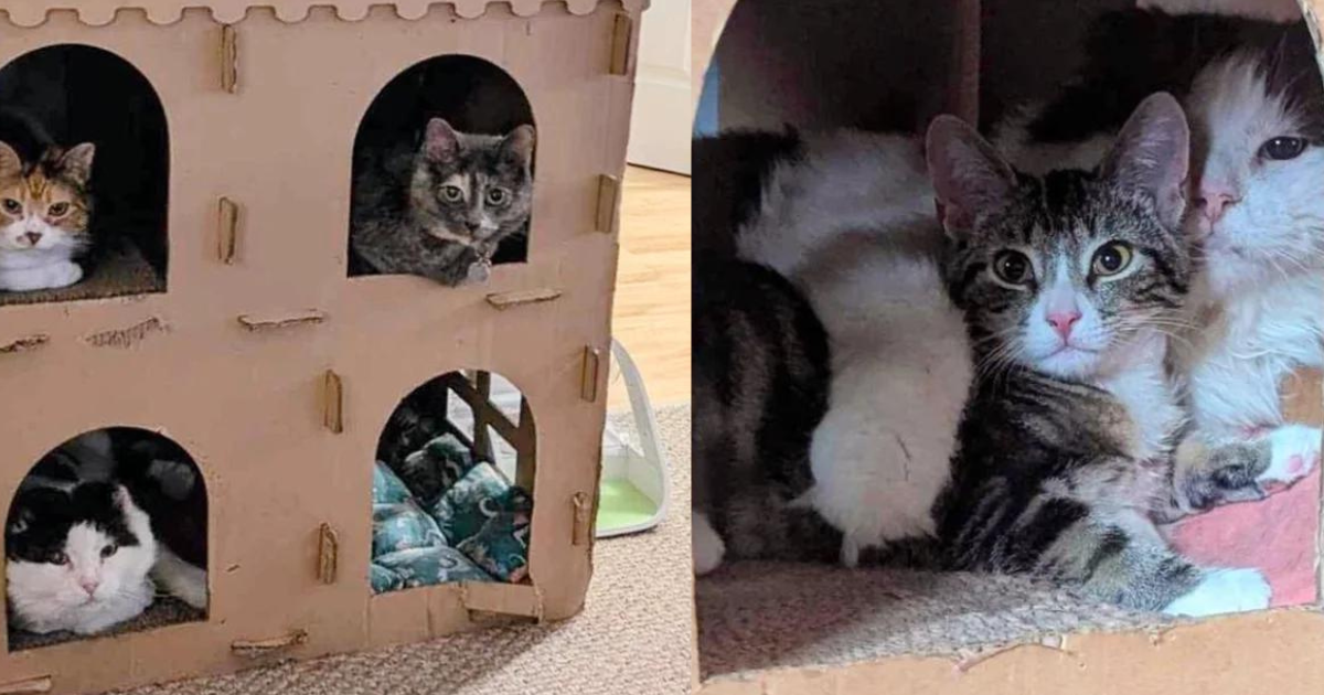 Cat Went from Living Outside, Blending into Landscape, to Running the House, Helping Other Cats and Kittens