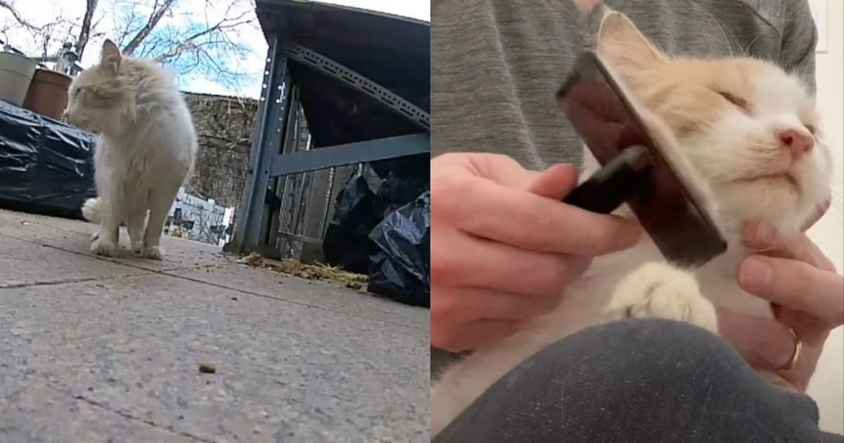 Experienced Fosterer Finds A Stray Cat In A Poor Condition And Turns His Luck Around